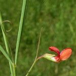 Lathyrus sphaericus Virág