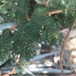 Albizia brevifolia Folha