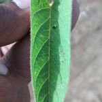 Ipomoea blepharophylla Blatt