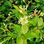 Trachelospermum jasminoidesFlor