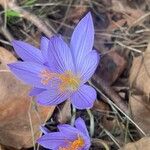 Crocus speciosus Blüte