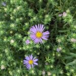 Symphyotrichum oblongifolium पत्ता