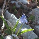 Hyacinthoides italica Buveinė