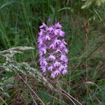 Anacamptis pyramidalisKwiat