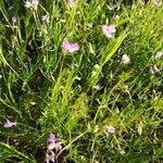 Vicia parviflora Flower