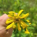 Verbesina helianthoides Flower