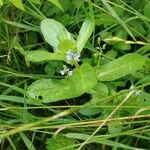 Veronica beccabungaCvet