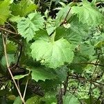 Vitis rotundifolia Hábitos