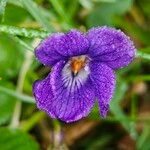 Viola odorata 花