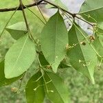 Myrcia multiflora Leaf