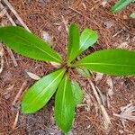 Chamaelirium luteum Leaf