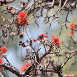 Erythrina abyssinica Flower