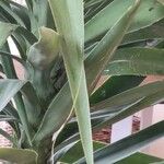 Yucca gigantea Lehti