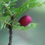 Haplocoelum foliolosum Fruit