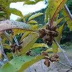 Pittosporum verrucosum Fruit