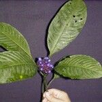 Psychotria guapilensis Other