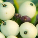 Cornus alba Frucht