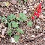Salvia roemeriana Flor