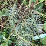 Dianthus anatolicus Hoja