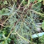 Dianthus anatolicus Blad