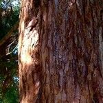 Sequoiadendron giganteum кора