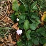 Erodium corsicum Çiçek