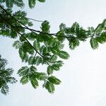 Delonix regia Leaf