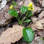 Viola rotundifolia 整株植物