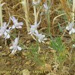 Delphinium pubescens Habit