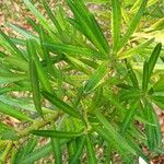 Podocarpus macrophyllus 叶