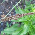 Echinochloa crus-galli Květ