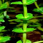 Bacopa aubletiana ScatignaLeaf