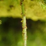 Pleopeltis macrocarpa Φύλλο