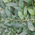Alangium salviifolium Leaf