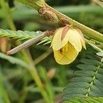 Chamaecrista mimosoides Flower