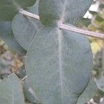 Eucalyptus gunnii Folha