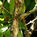 Coffea arabica Bark