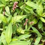 Polygonum persicariaVirág