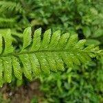 Hymenasplenium obscurum Feuille