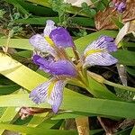 Iris lazica Flower