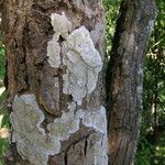 Terminalia chebula Bark