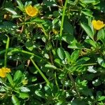 Ludwigia peploides List