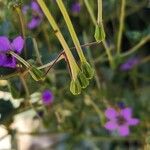 Erodium glaucophyllum ᱡᱚ