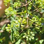 Polyscias sambucifolia Flor