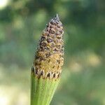 Equisetum ramosissimum 果實