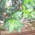 Pereskiopsis diguetii Hoja