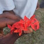 Ixora chinensis Hostoa