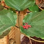 Clerodendrum splendens Blatt