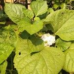 Clerodendrum chinense Çiçek