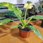 Philodendron bipennifolium Folha